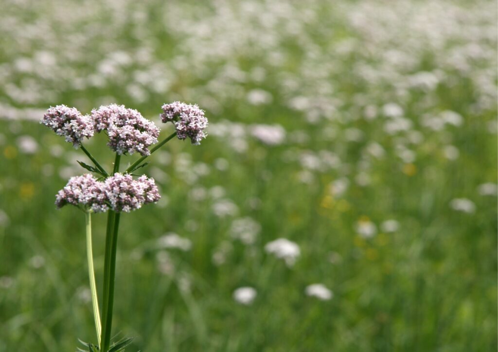 Natuurlijke middelen tegen stress